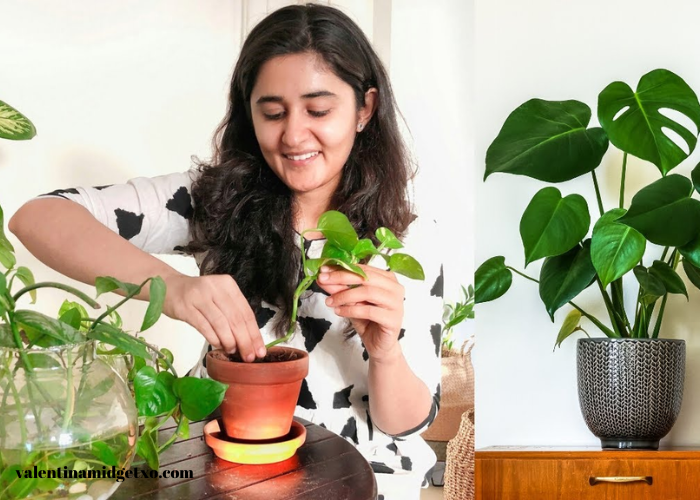 Indoor Plant